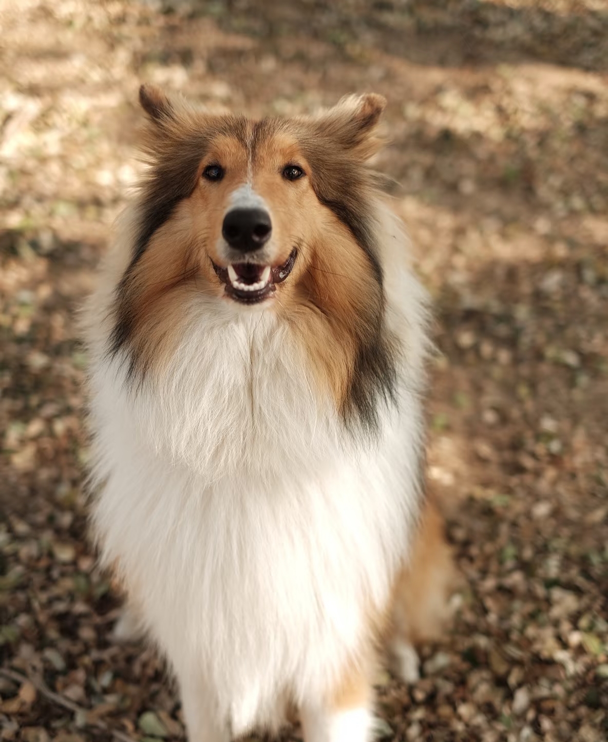 粗毛柯利犬、长毛牧羊犬、柯利犬、柯利牧羊犬
